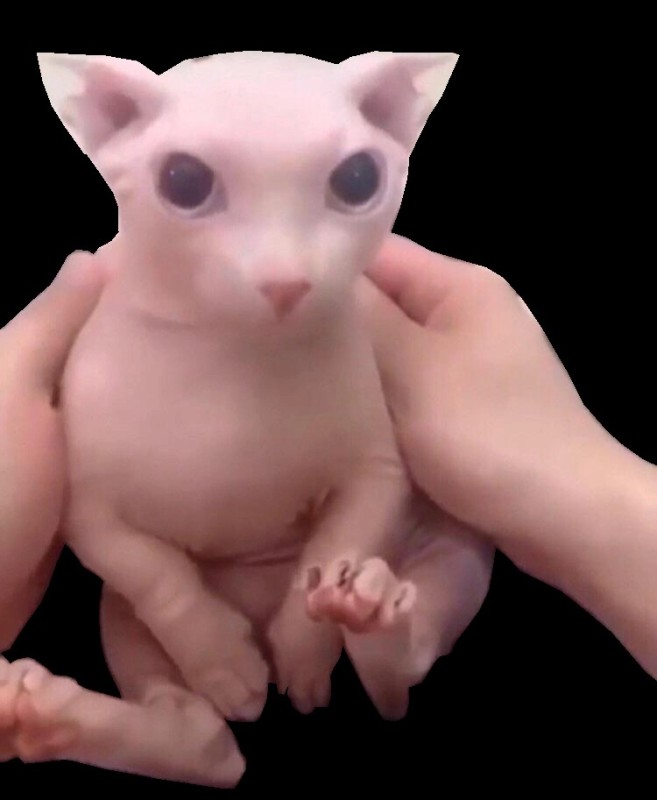 Create meme: bingus the cat, bingus the sphinx cat, the cat is bald