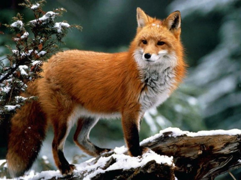 Create meme: Fox ordinary, red Fox, Fox 