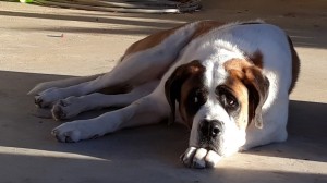 Create meme: paw of the Saint Bernard, dog St. Bernard, like the St. Bernard breed