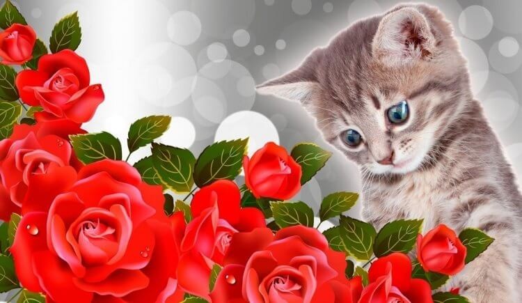 Create meme: A kitten with a rose, cat with a rose, cat with flowers postcard