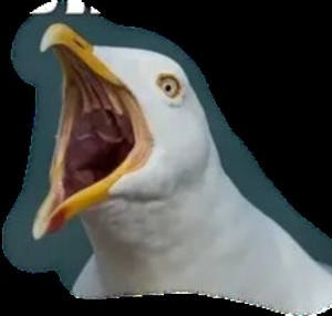 Создать мем: орущая чайка, удивленная чайка, кричащая чайка