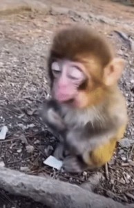 Create meme: monkey, homemade monkey, animals cute