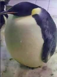Создать мем: пара пингвинов, жирный пингвин, пингвин