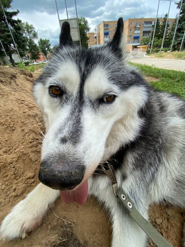 Create meme: the husky breed, breed siberian husky, siberian husky dog