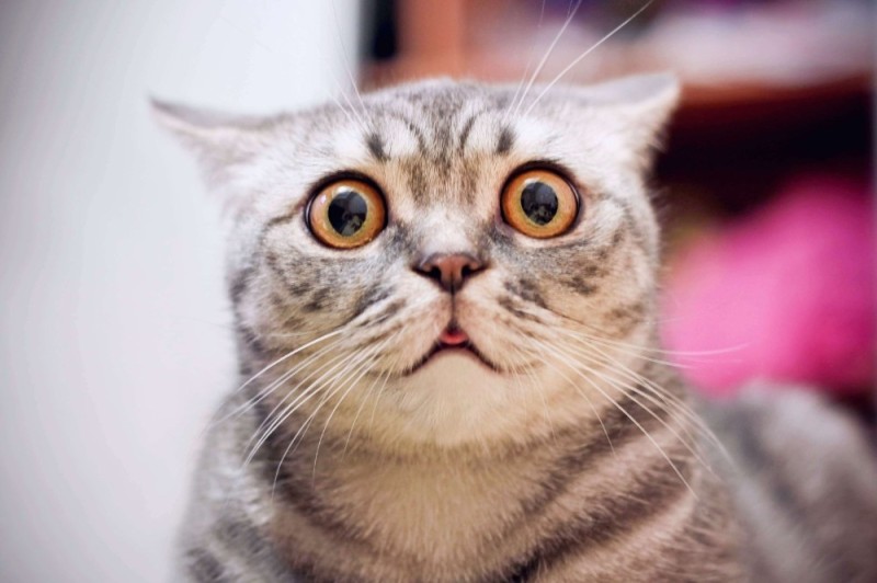 Create meme: cat funny , surprised kitty, cat 