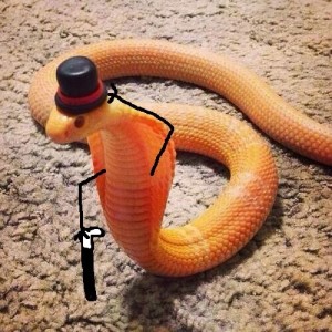 Создать мем: змеи с ручками, красивые змеи, моноклевая кобра леуцист