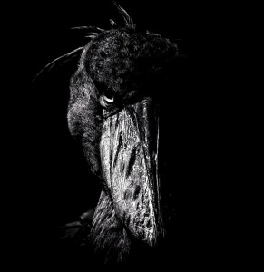 Создать мем: необычная птица, темнота, shoebill stork птица