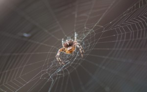 Create meme: spider vertically, the common garden-spider spider, web