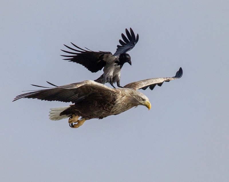 Create meme: white-tailed eagle, The proud eagle, eagle bird