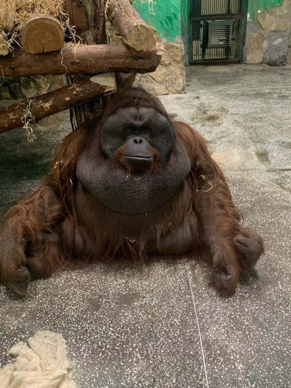 Create meme: orangutan novosibirsk zoo, moscow zoo monkeys at the moscow zoo, alpha male orangutan