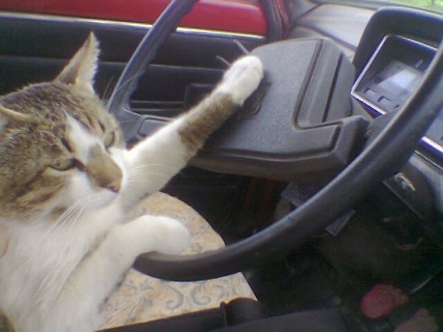 Create meme: cat in the car , the cat behind the wheel, cat in the car