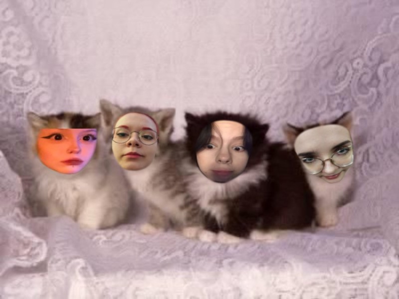 Create meme: cat , fluffy kittens , kitty 