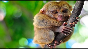 Create meme: unusual animals, animals in the Philippines photo, tarsiers