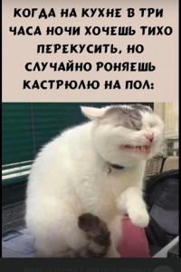 Создать мем: мемы для статуса, котик, кот хочет чихнуть