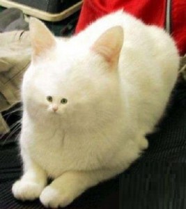 Create meme: cat tumblr, cat, white cat