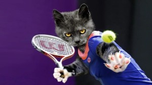 Create meme: sports cat, the cat is an athlete, sports cat