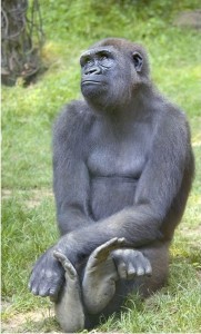 Create meme: pensive monkey, gorilla