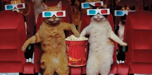 Создать мем: котик с попкорном, кот с попкорном, коты в кинотеатре