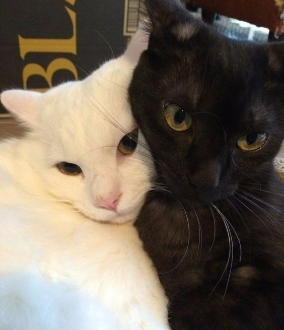 Создать мем: чёрный и белый котик и котик, черный и белый котик обнимаются, парные котики