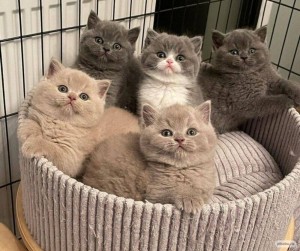 Create meme: kittens, British cat, Scottish
