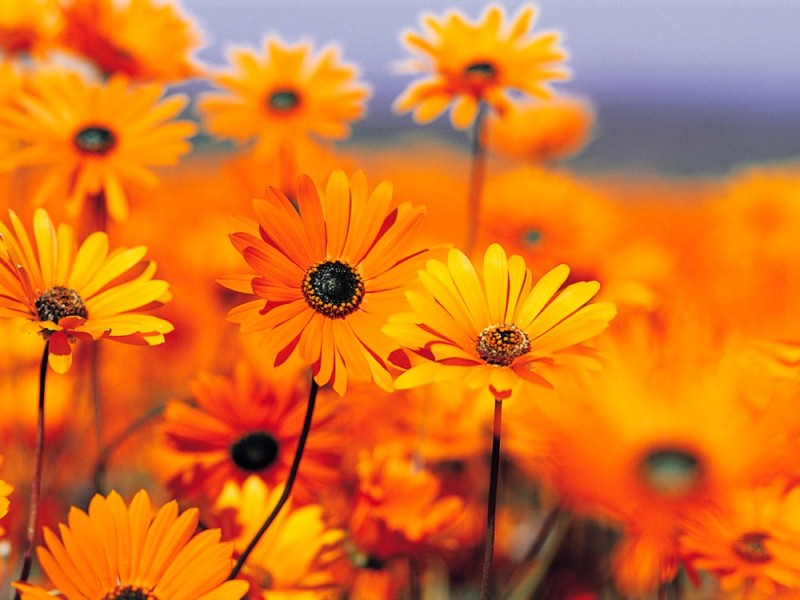 Create meme: orange wildflowers, orange flowers, field of yellow flowers