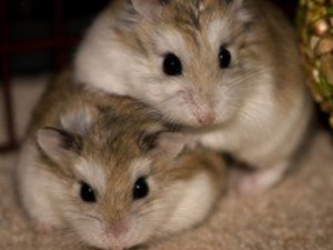 Create meme: hamsters, drugarice, hamster roborovskogo