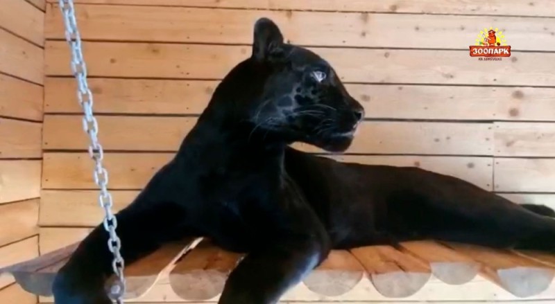 Create meme: black jaguar, black jaguar at the zoo, Panther 