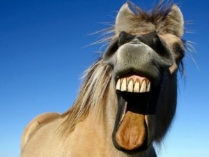 Создать мем: лошадь улыбается, лошадь морда, бешеная лошадь