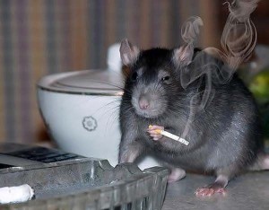Create meme: rat funny, fat rat, rat rat