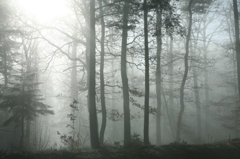 Создать мем: лес густой, лес утро туман, фреска лес в тумане