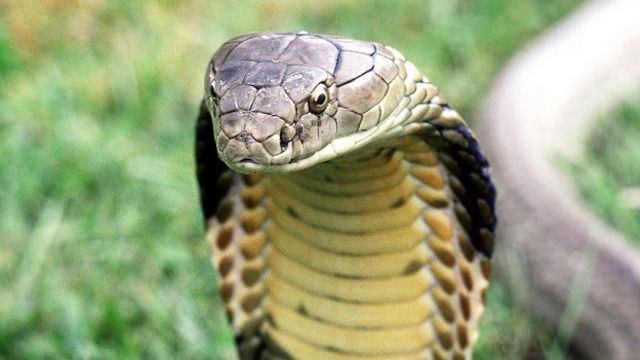 Создать мем: змея кобра, змея кобра королевская, king cobra