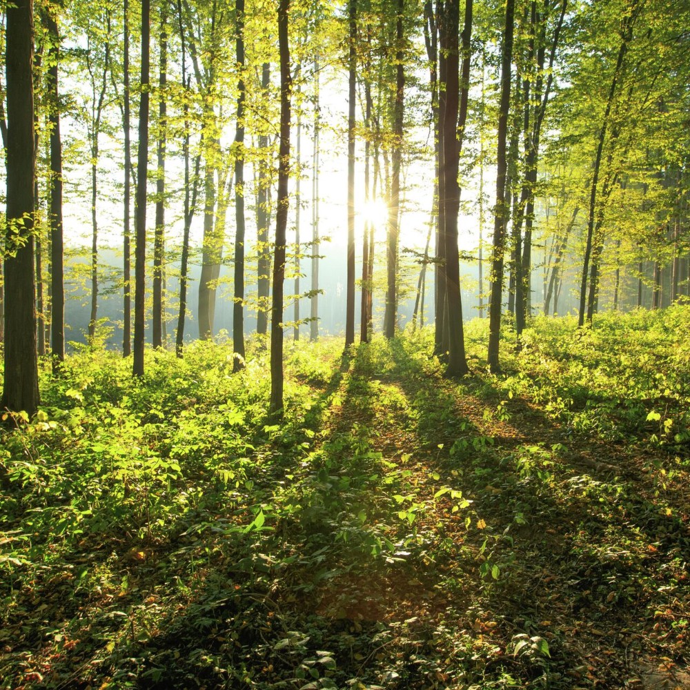 Create meme: view of the forest, morning in the forest, nature forest 
