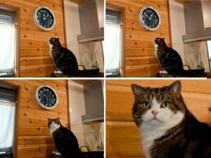Create meme: meme with a cat and a clock, meme the cat and the clock time, it's time to meme with a cat