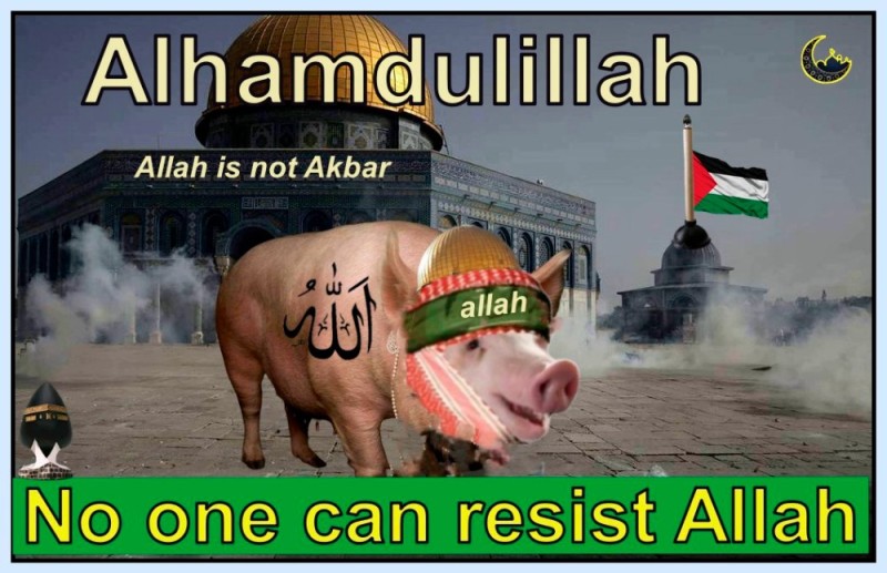 Создать мем: свинья в исламе, свинья большая, девушка