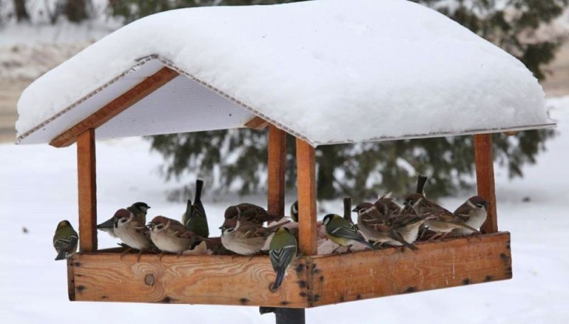 Create meme: bird feeders in winter, bird , a bird feeder