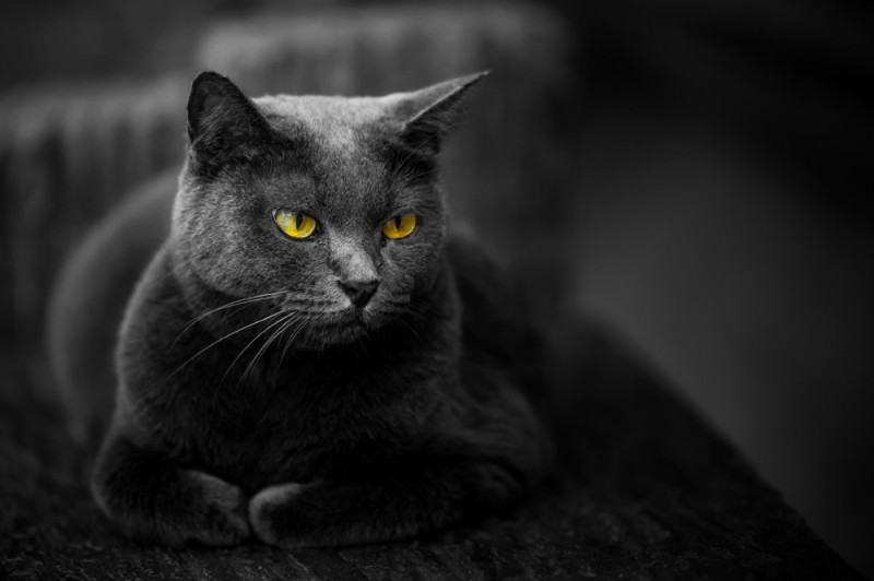 Создать мем: британская короткошёрстная кошка, темно серый кот, шартрез кошка черная