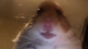 Create meme: hamsters meme, the hamster of the meme, the hamster looks at the camera