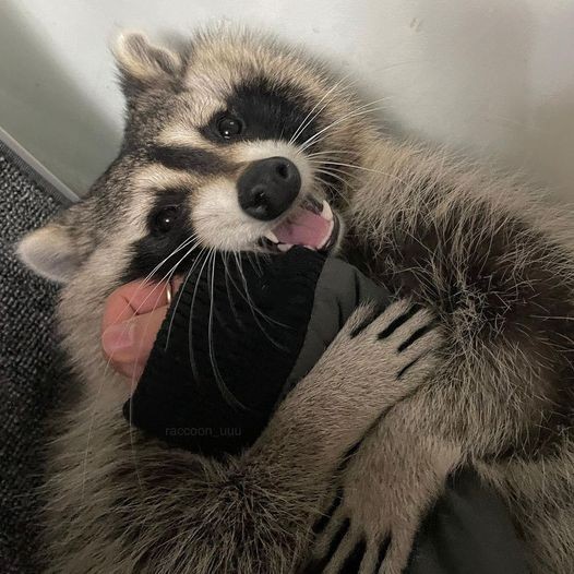 Create meme: the raccoon is small, cute little Coon, enotik 