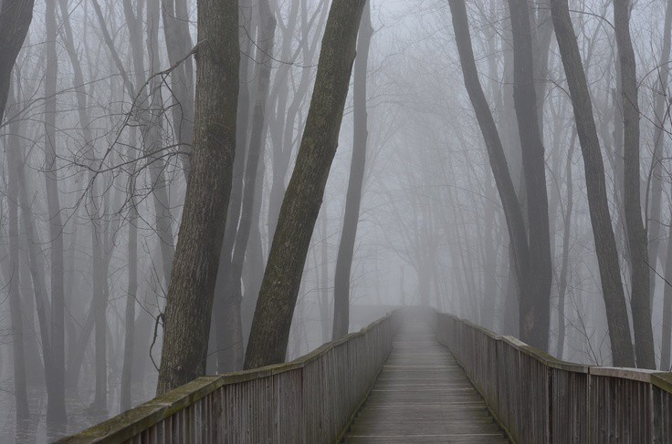 Create meme: forest fog, park in the fog, fog 