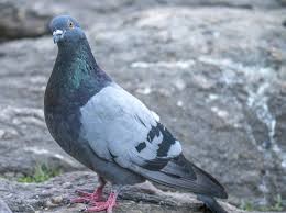 Create meme: Guli, its a pigeon, why do pigeons nod their head