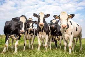 Создать мем: коровы на поле, ярвет коровы апк сельскохозяйственные животные, голландская корова
