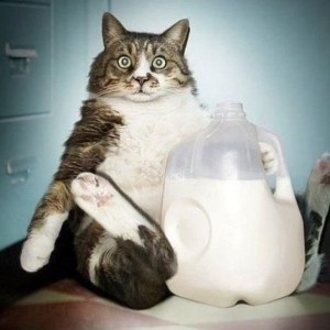 Создать мем: мем кот в сметане, кошка пьет молоко, котик и молоко