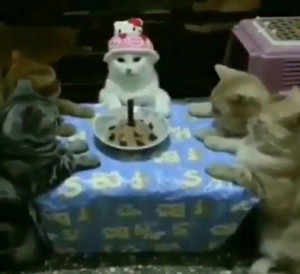 Create meme: cat meme party, happy birthday cat, cats happy birthday at the table