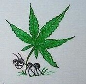 Create meme: Ant with marijuana