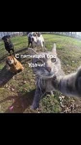 Create meme: selfie cat, cat taking a selfie , cat 