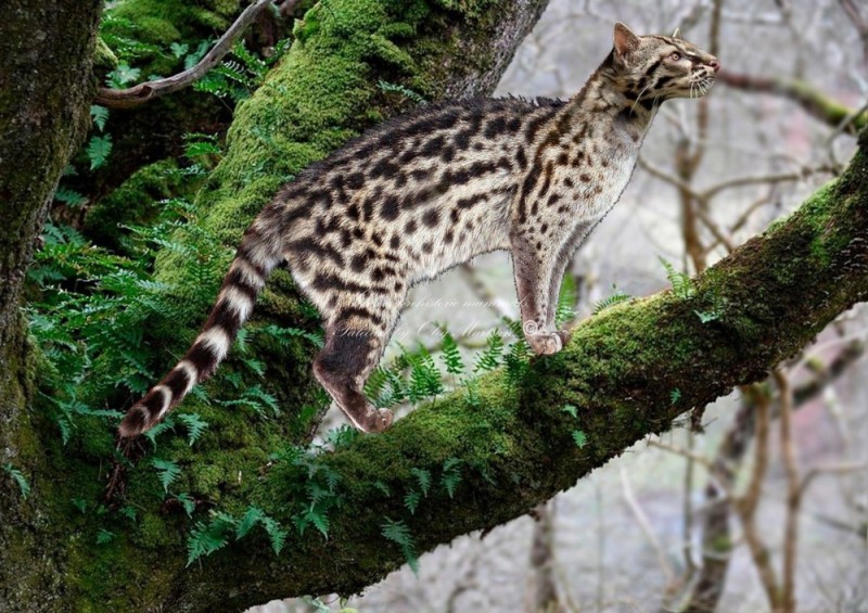 Create meme: Oncilla the cat, ordinary genet, The spotted cat is wild