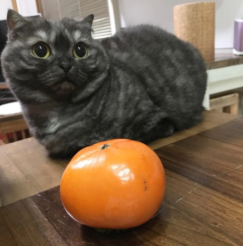 Create meme: cat with tangerines, cat Scottish, cat and persimmon