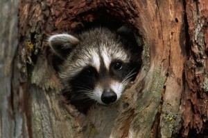 Create meme: enotik, raccoons, raccoon gargle