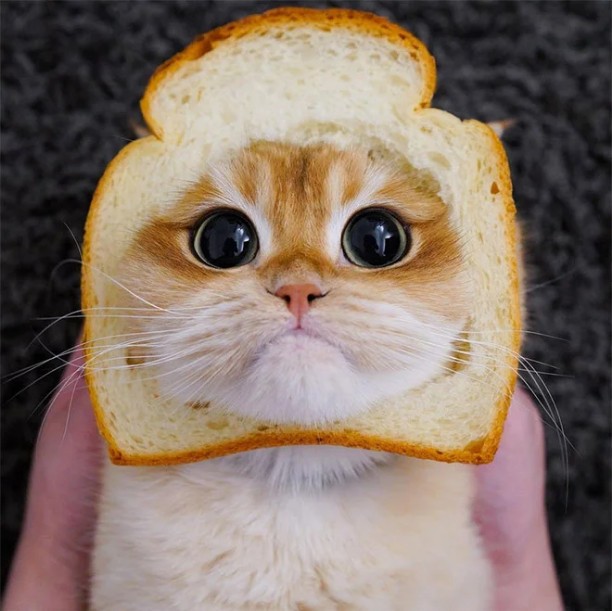 Создать мем: кот хлеб, котохлебушек, кот писко