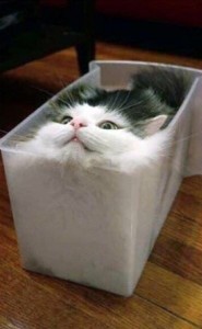 Create meme: Cat, cat funny, cats are liquid